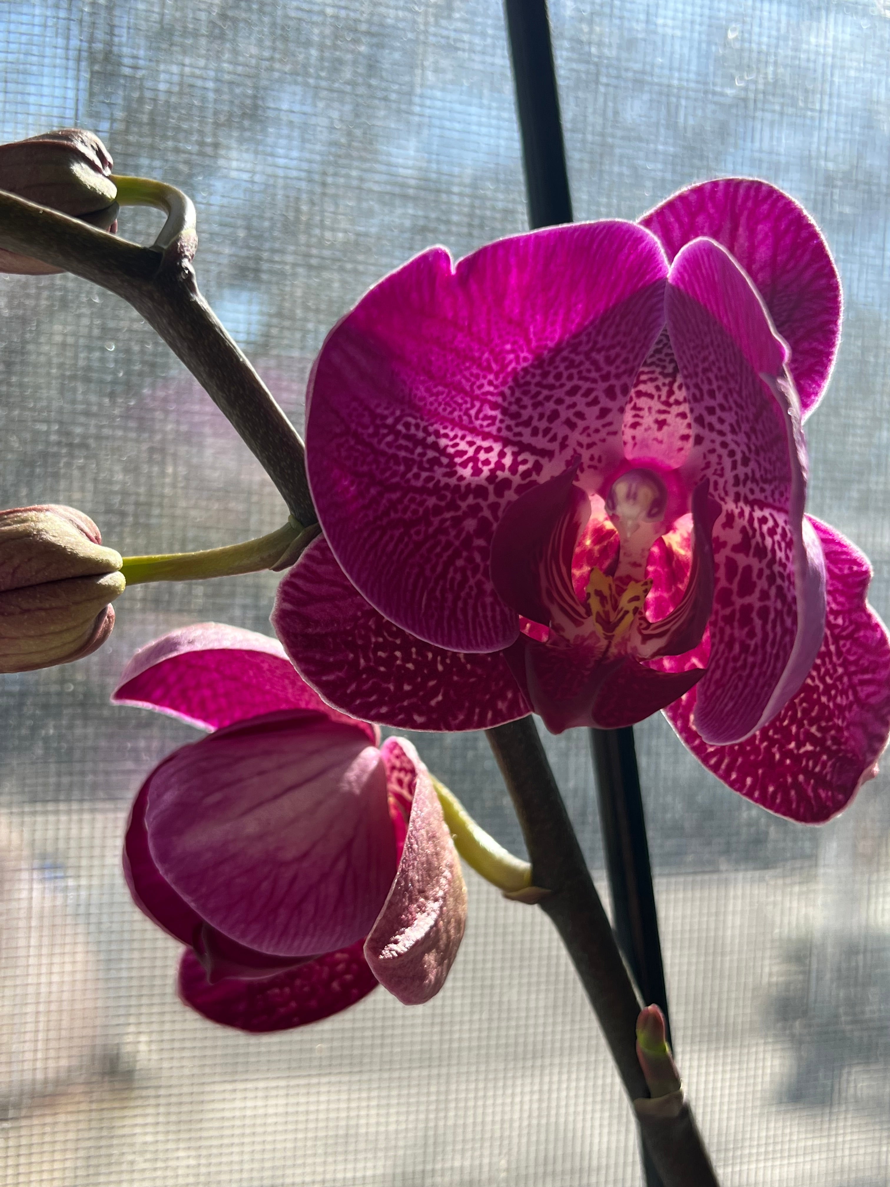Orchids!