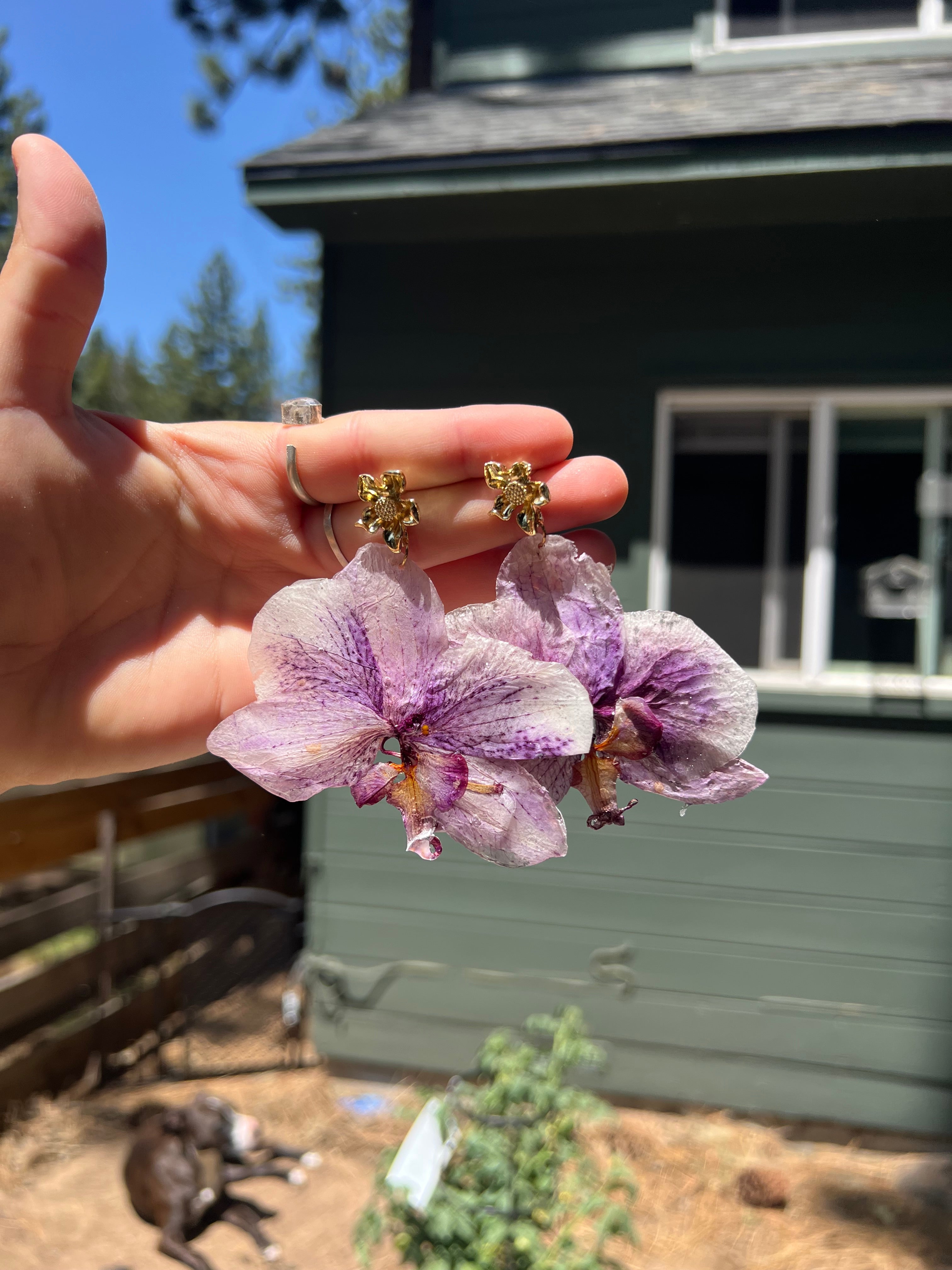 Purple phalaenopsis