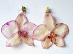 Pink Phalaenopsis