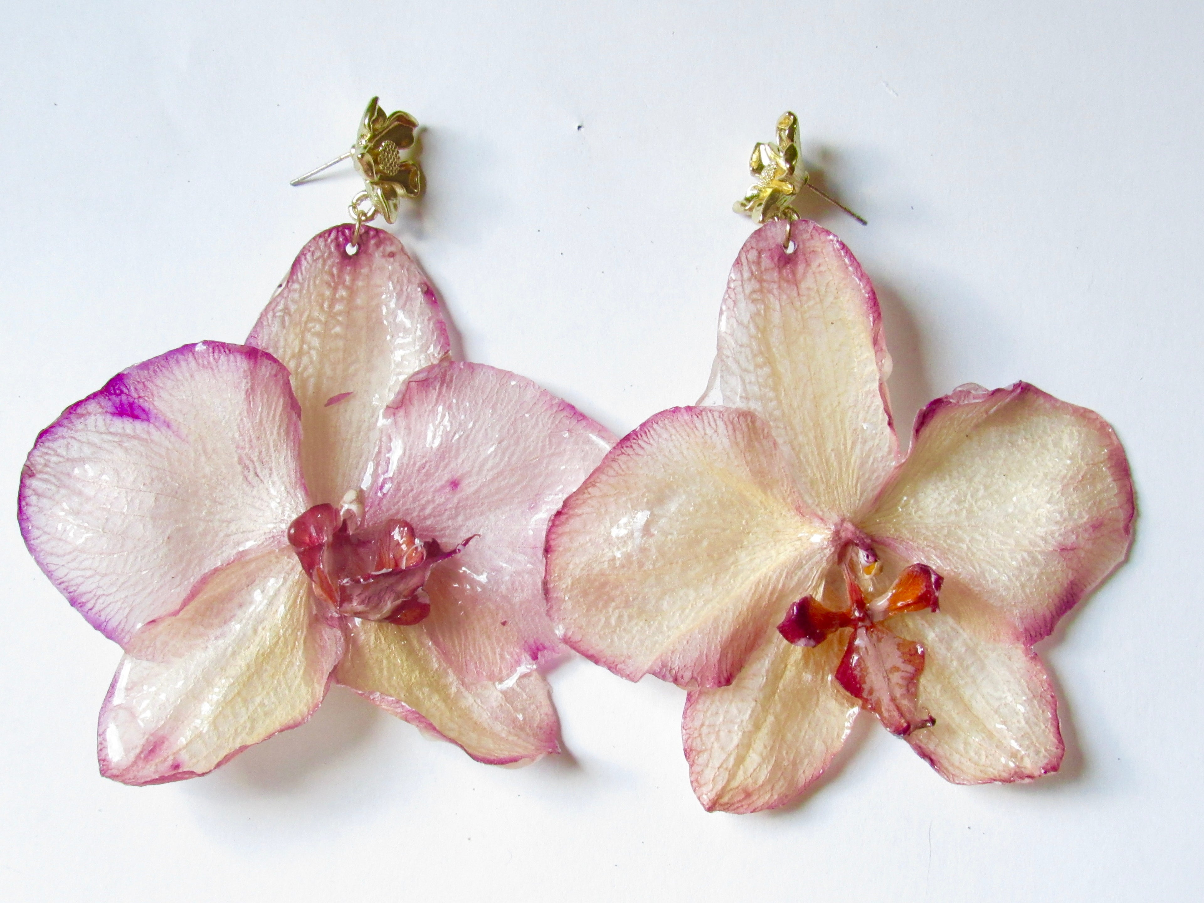 Pink Phalaenopsis
